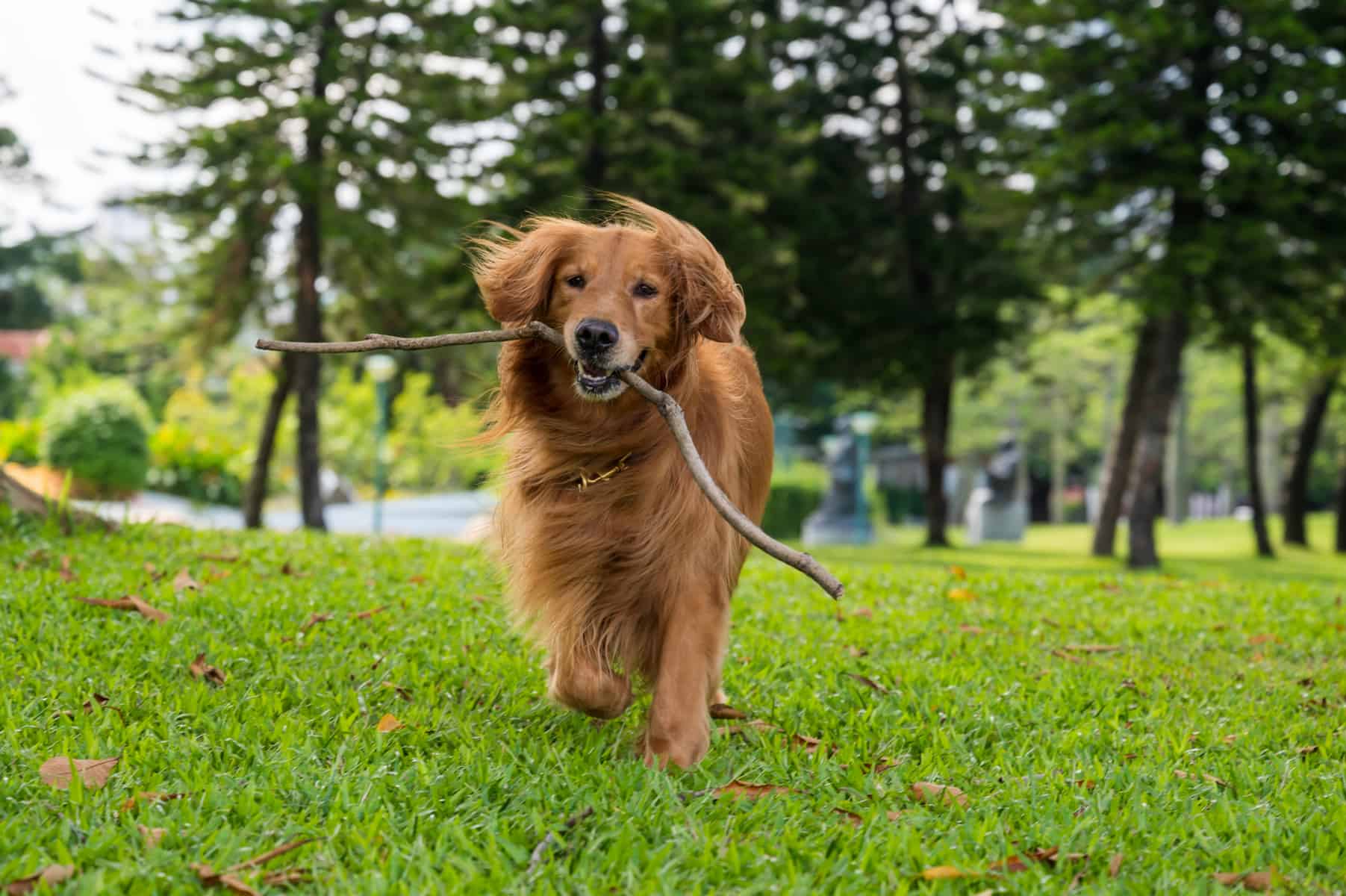 5 RAÇAS DE CACHORROS MAIS ESPERTOS - ByFrox
