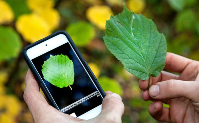 Conheça aplicativos para identificar plantas